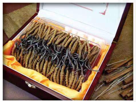 雷山冬虫夏草回收